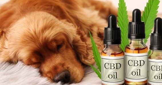 CBD: A Natural Remedy for Dog Tracheal Collapse